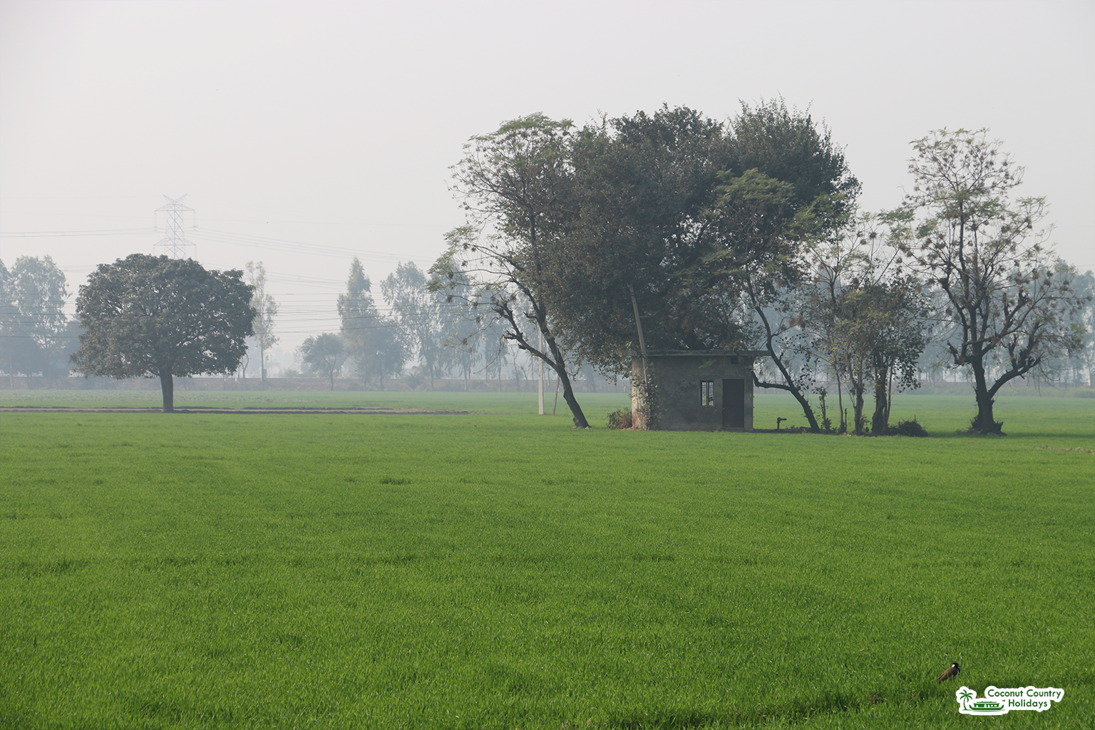 Paddy Fields