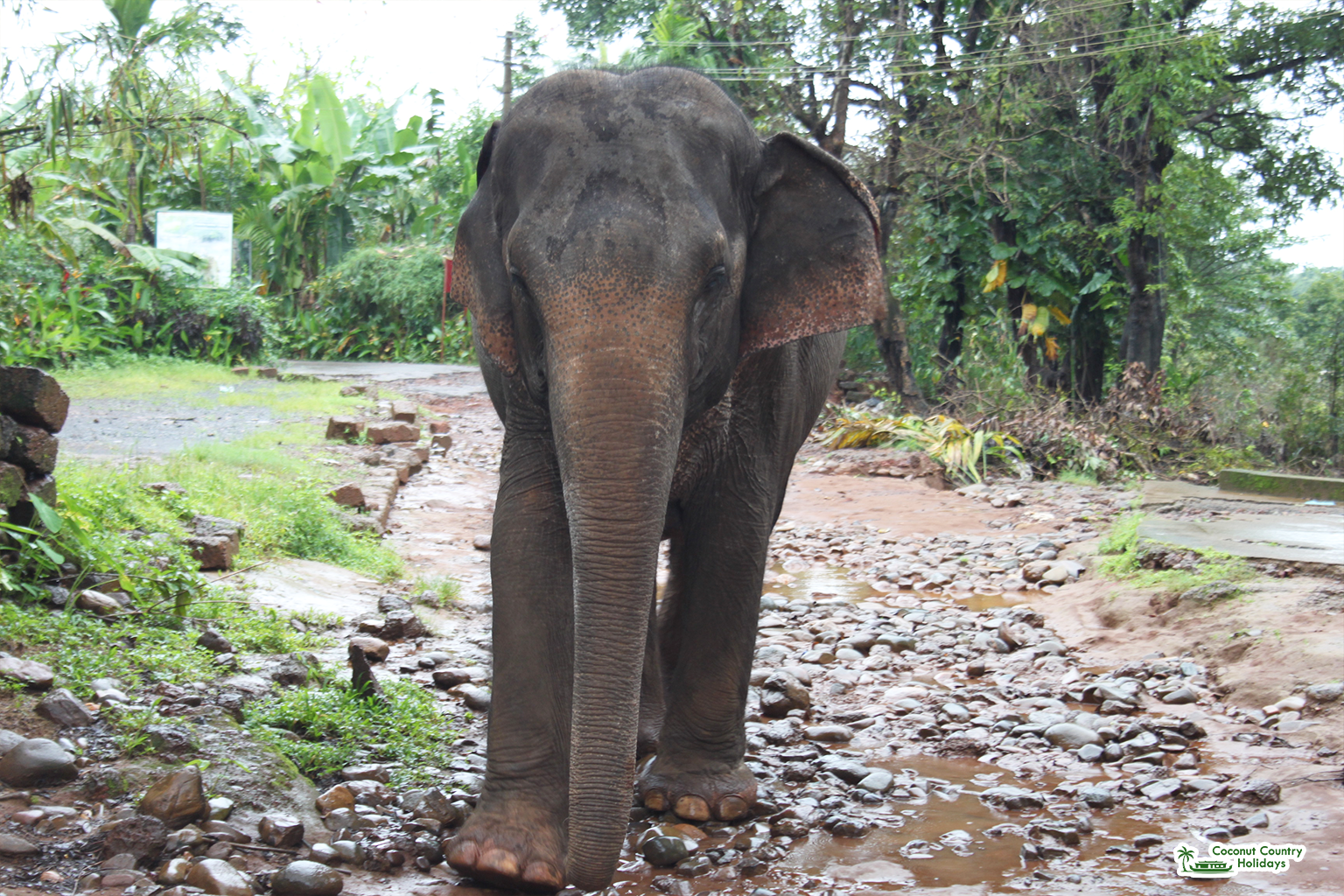 Elephant Park