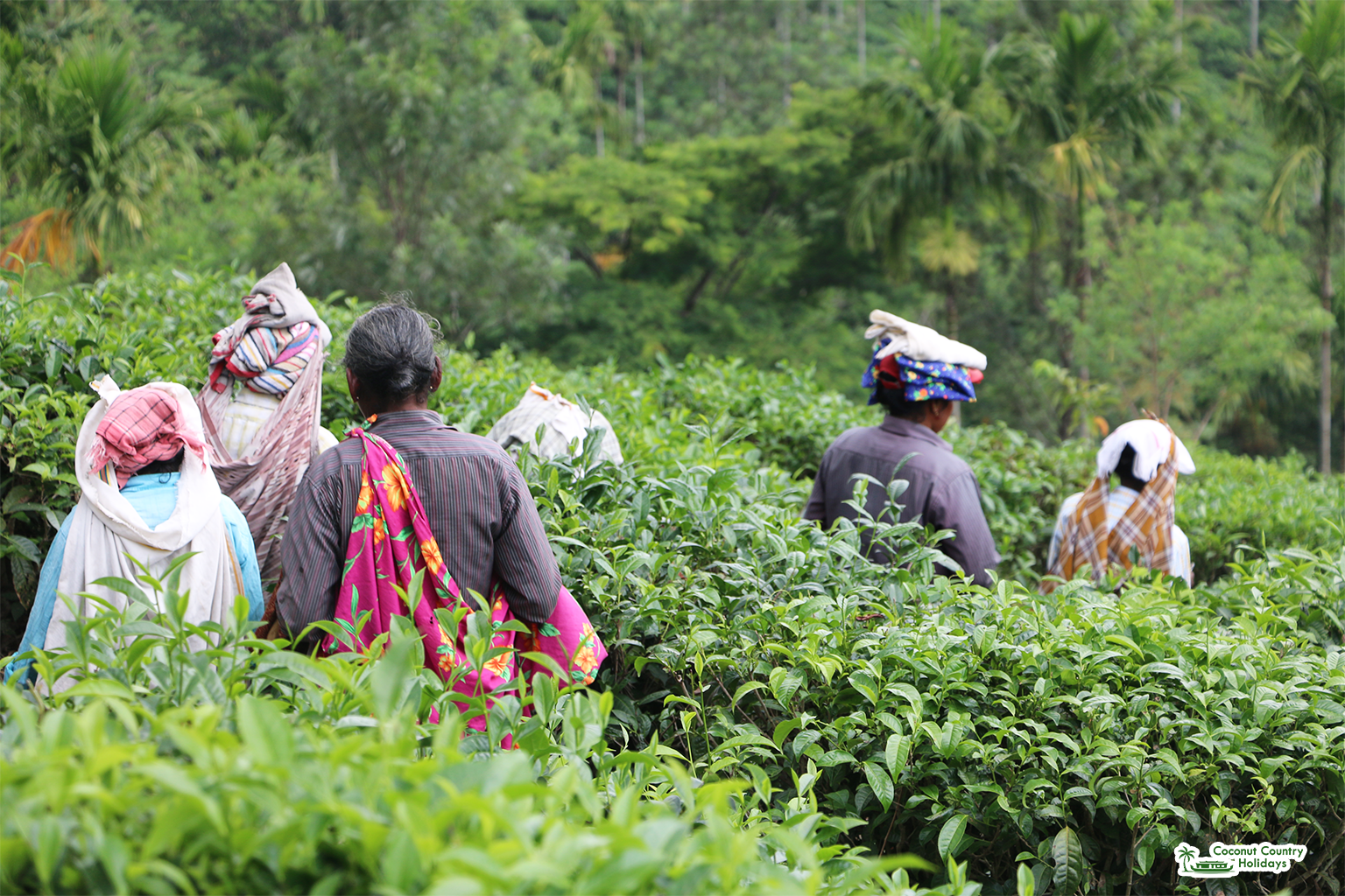 Munnar Tea Gardens